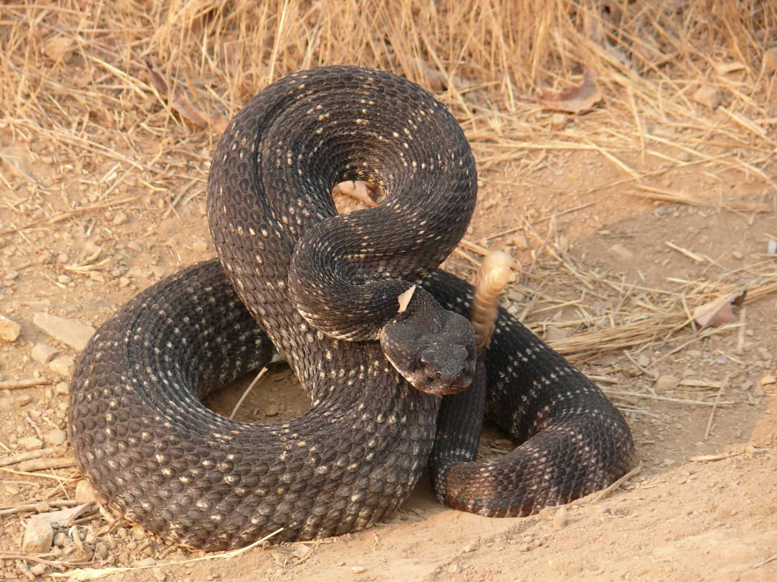 When is Rattlesnake Season in Southern California?
